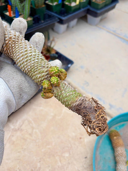 Euphorb Kaimagyoku or Hypogaea (Green) | Imported Plants