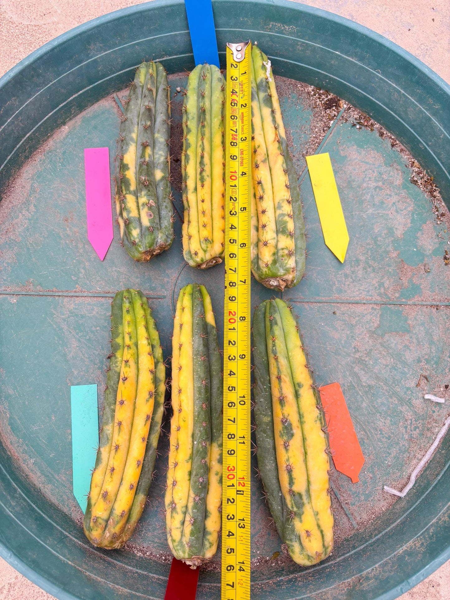 Variegated Cactus (Pink) | Can be used for Grafting