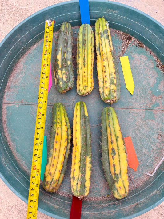 Variegated Cactus (Green) | Can be used for Grafting