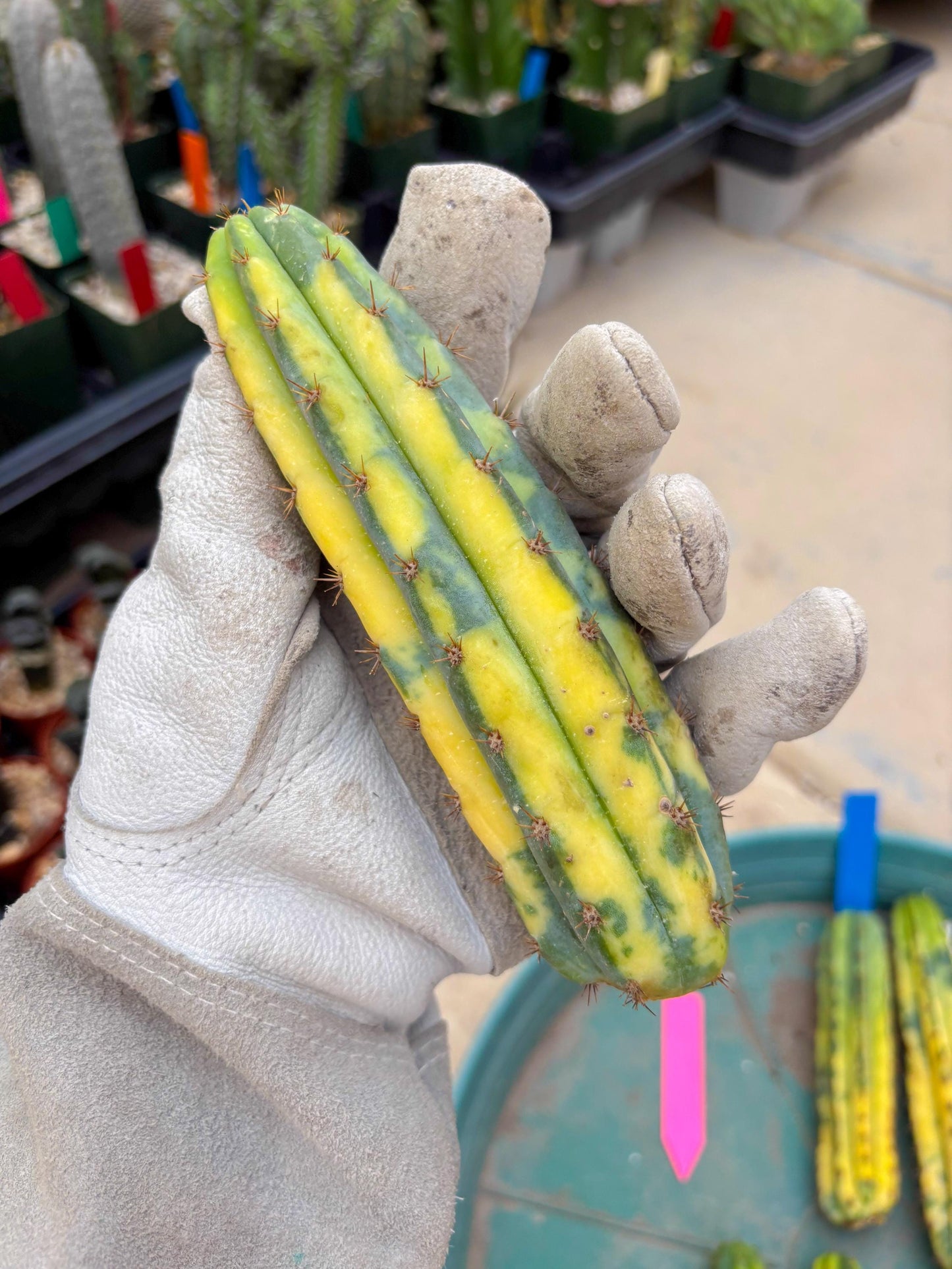 Variegated Cactus (Pink) | Can be used for Grafting