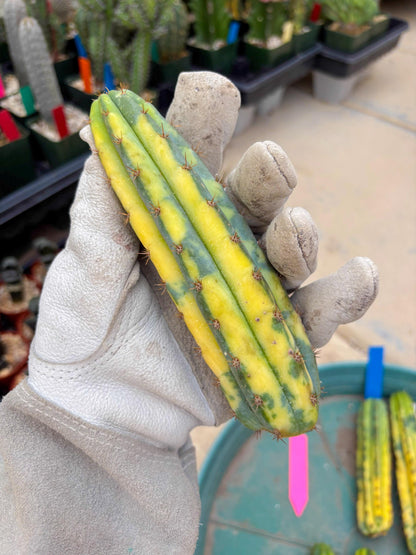 Variegated Cactus (Pink) | Can be used for Grafting