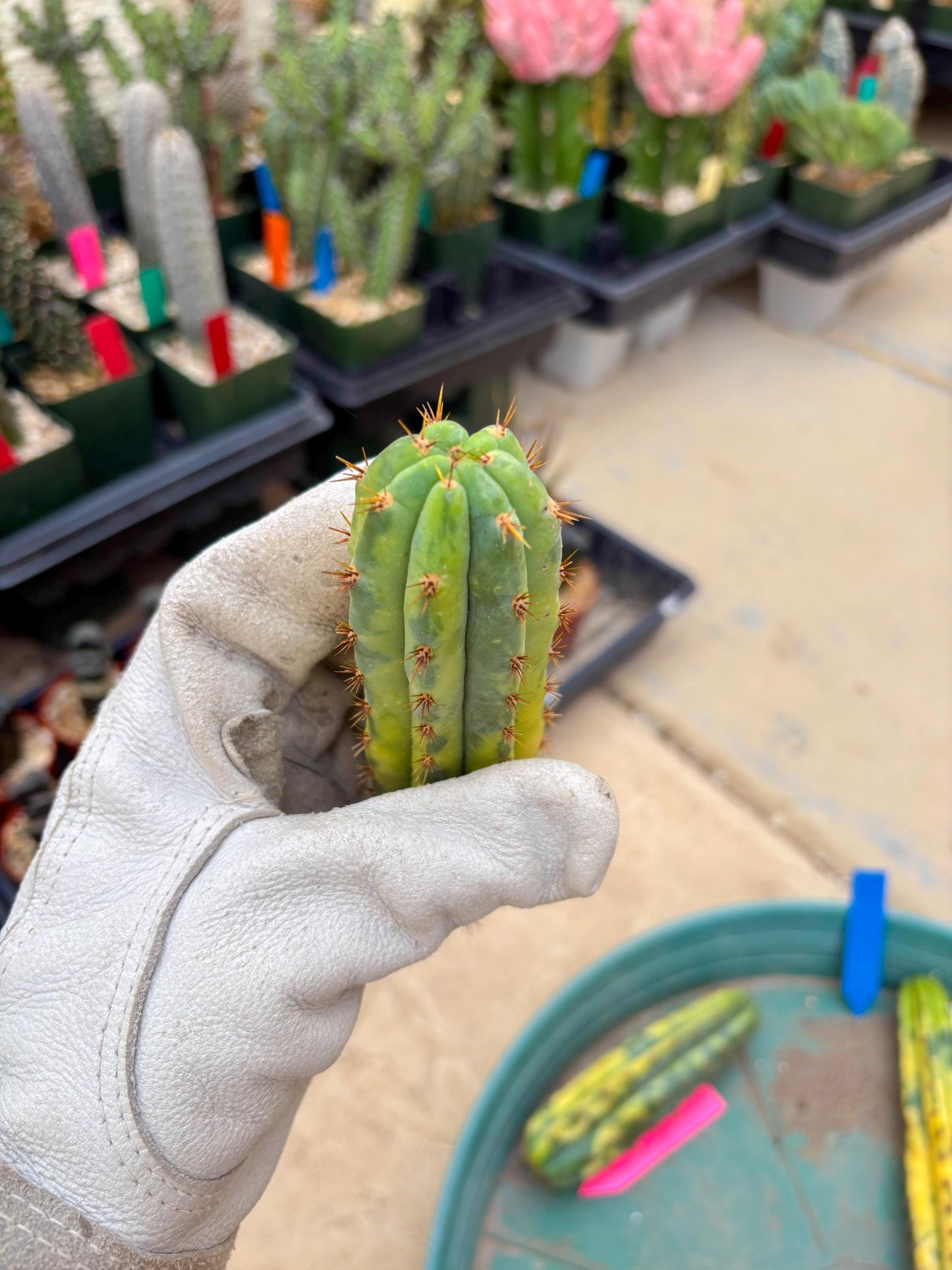 Variegated Cactus (BLUE) | Can be used for Grafting