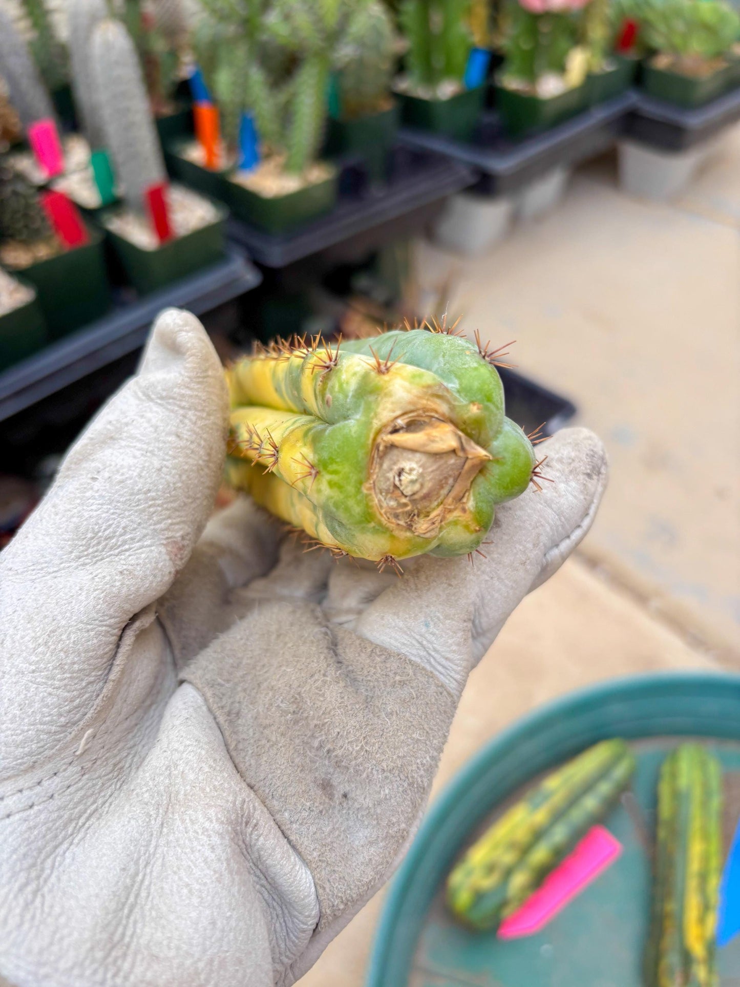 Variegated Cactus (Yellow) | Can be used for Grafting