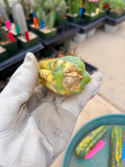 Variegated Cactus (Yellow) | Can be used for Grafting