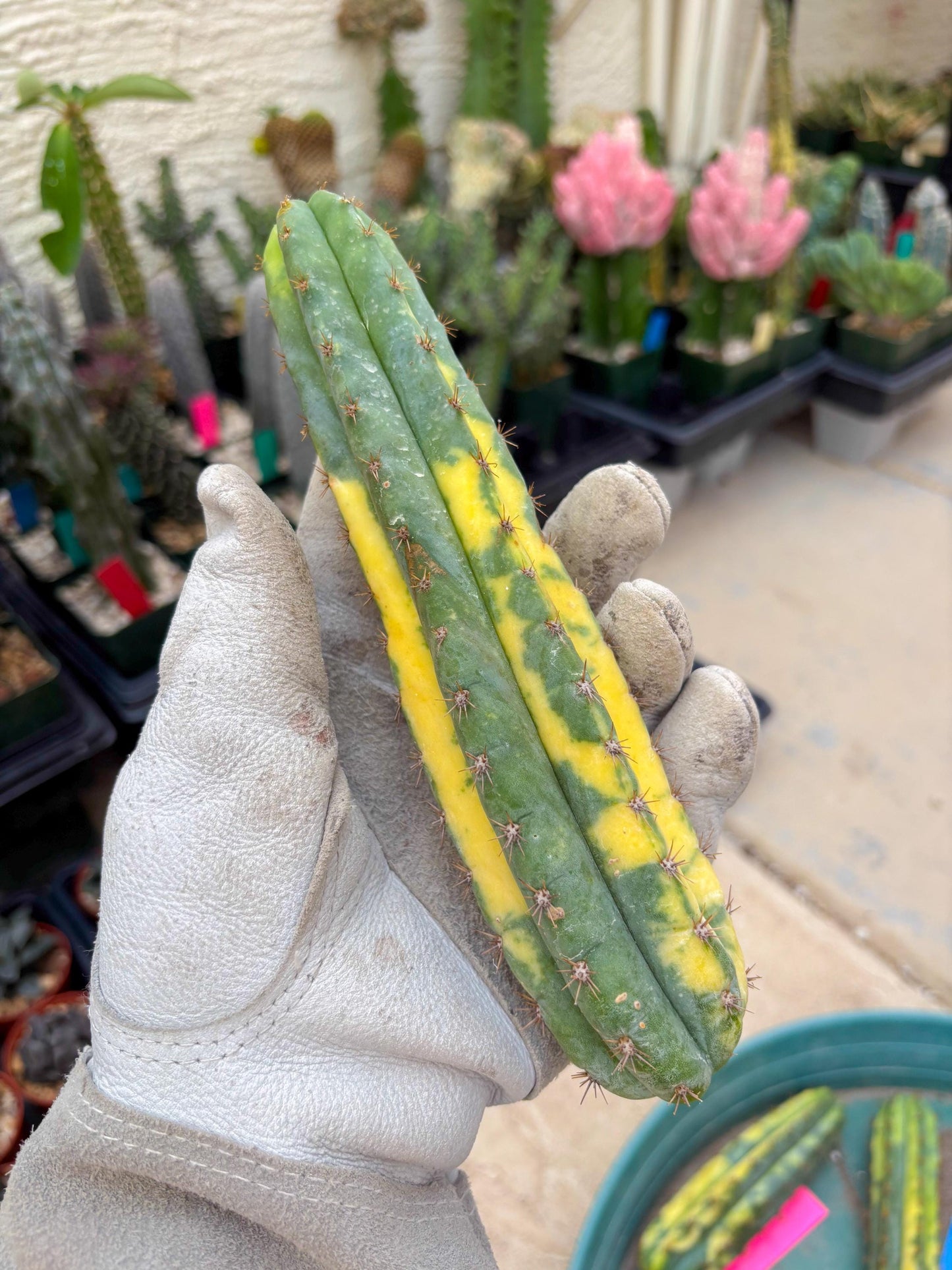 Variegated Cactus (Yellow) | Can be used for Grafting