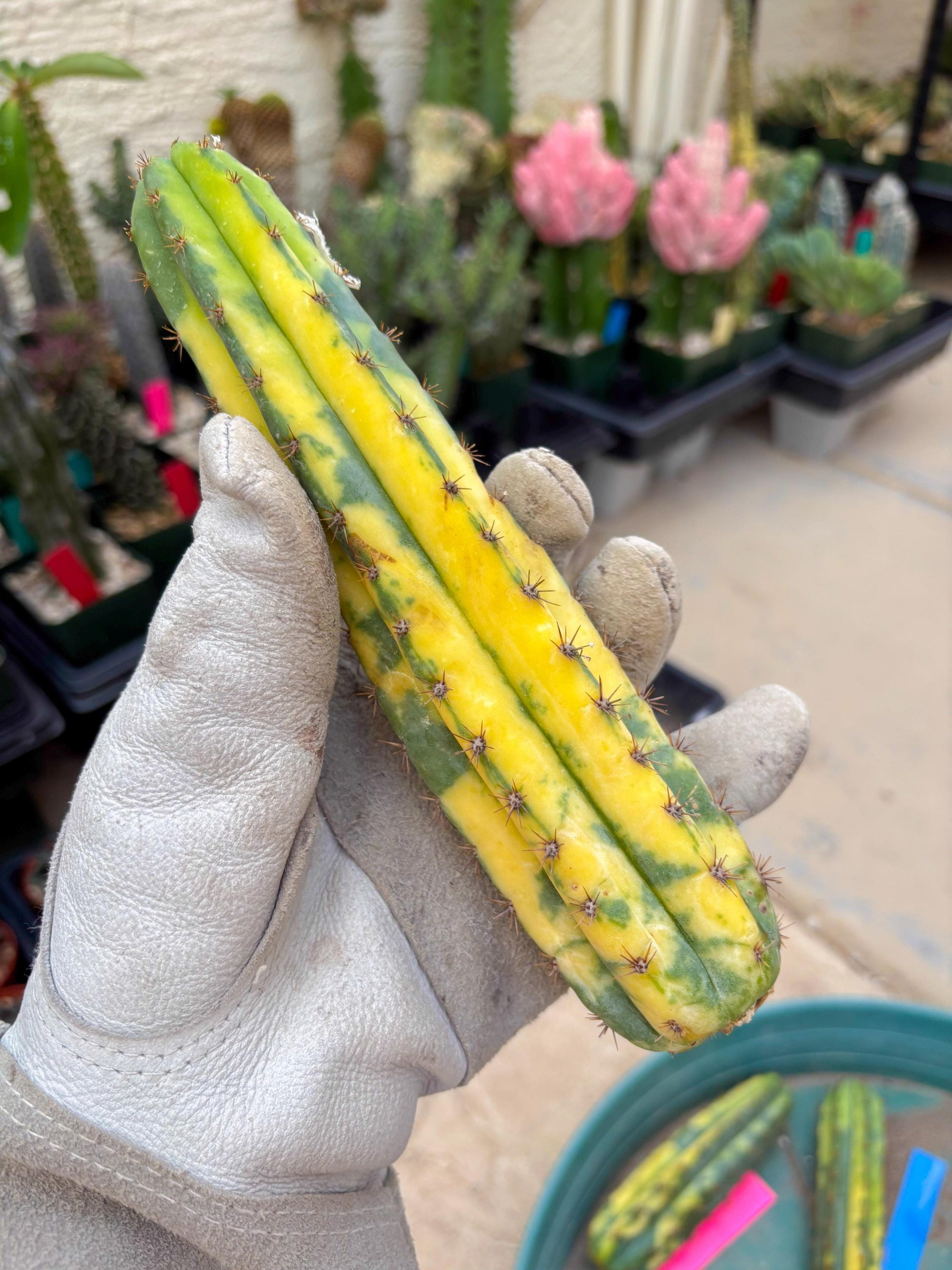 Variegated Cactus (Yellow) | Can be used for Grafting