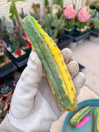 Variegated Cactus (Green) | Can be used for Grafting