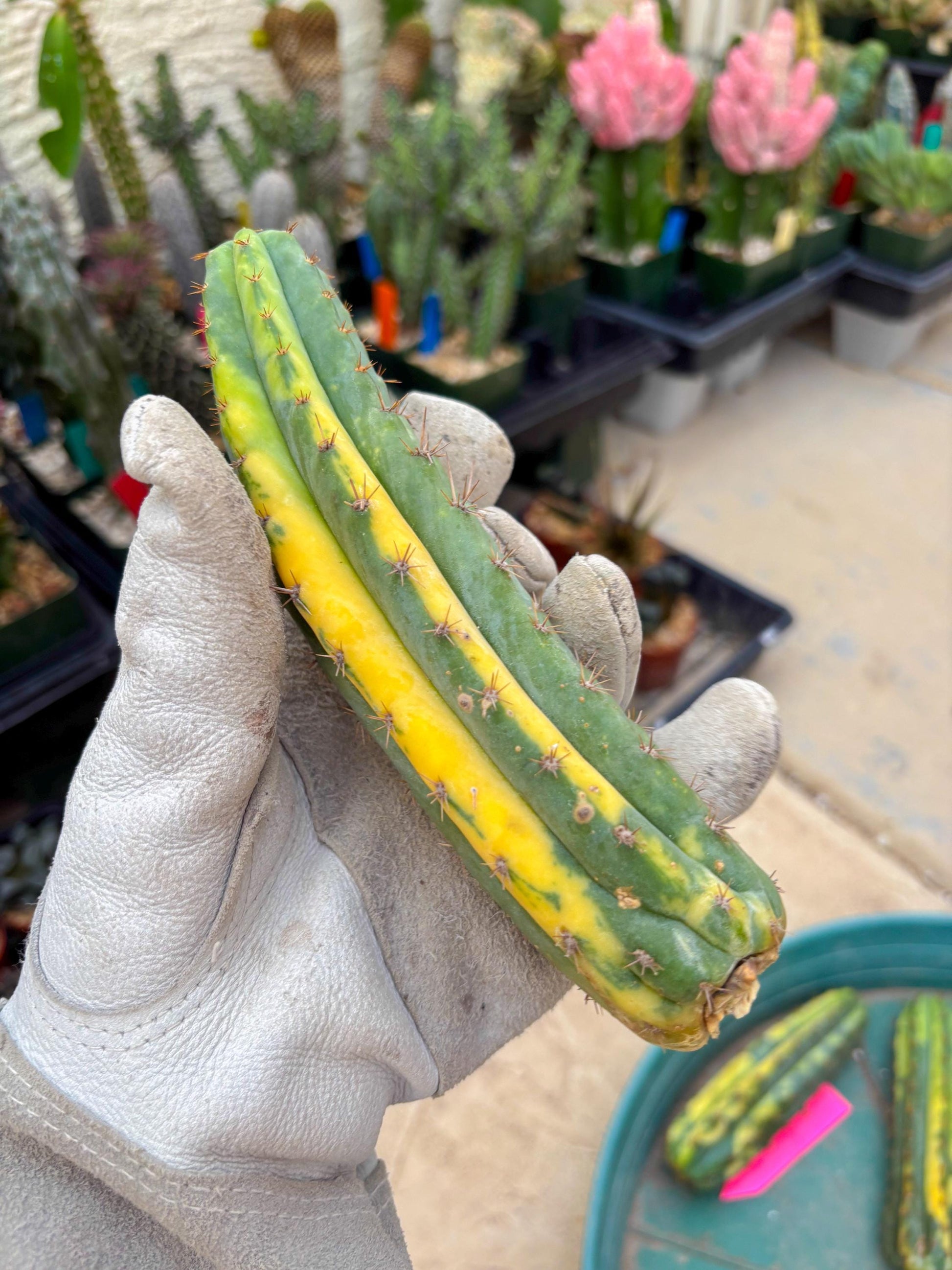 Variegated Cactus (Green) | Can be used for Grafting