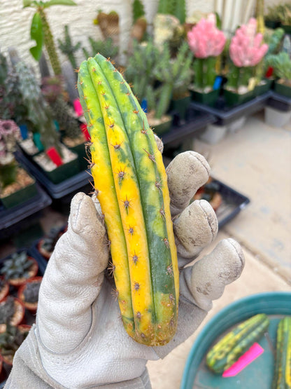 Variegated Cactus (Green) | Can be used for Grafting