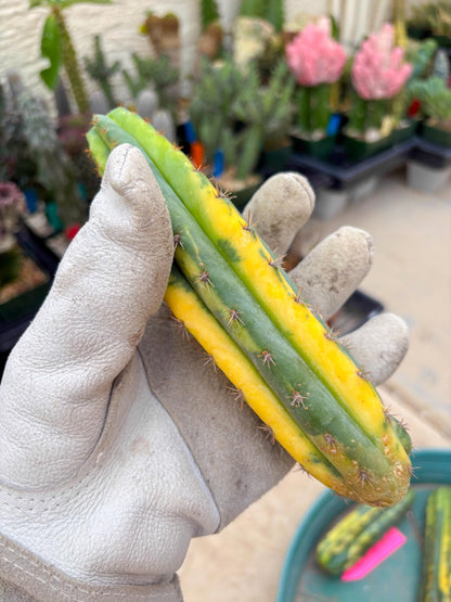 Variegated Cactus (Green) | Can be used for Grafting