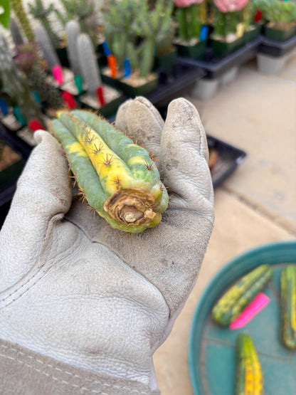 Variegated Cactus (RED) | Can be used for Grafting