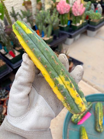 Variegated Cactus (RED) | Can be used for Grafting