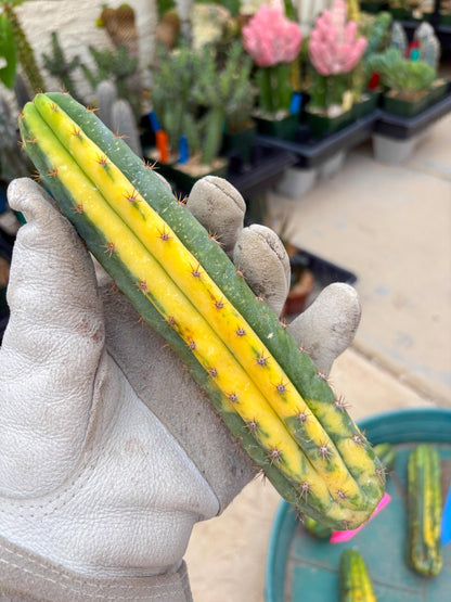 Variegated Cactus (RED) | Can be used for Grafting