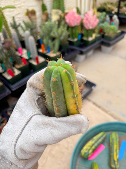 Variegated Cactus (Orange) | Can be used for Grafting