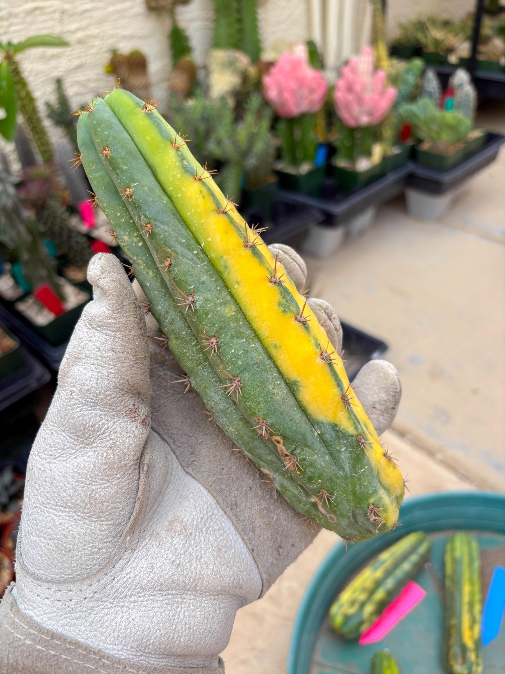 Variegated Cactus (Orange) | Can be used for Grafting