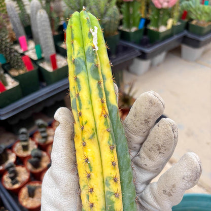 Variegated Cactus (Yellow) | Can be used for Grafting