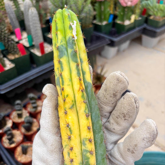 Variegated Cactus (Yellow) | Can be used for Grafting