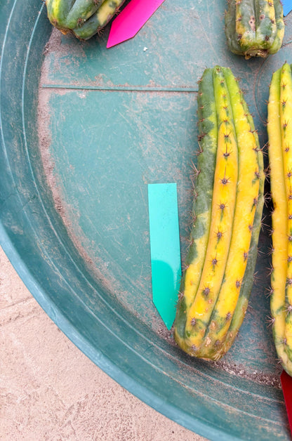 Variegated Cactus (Green) | Can be used for Grafting