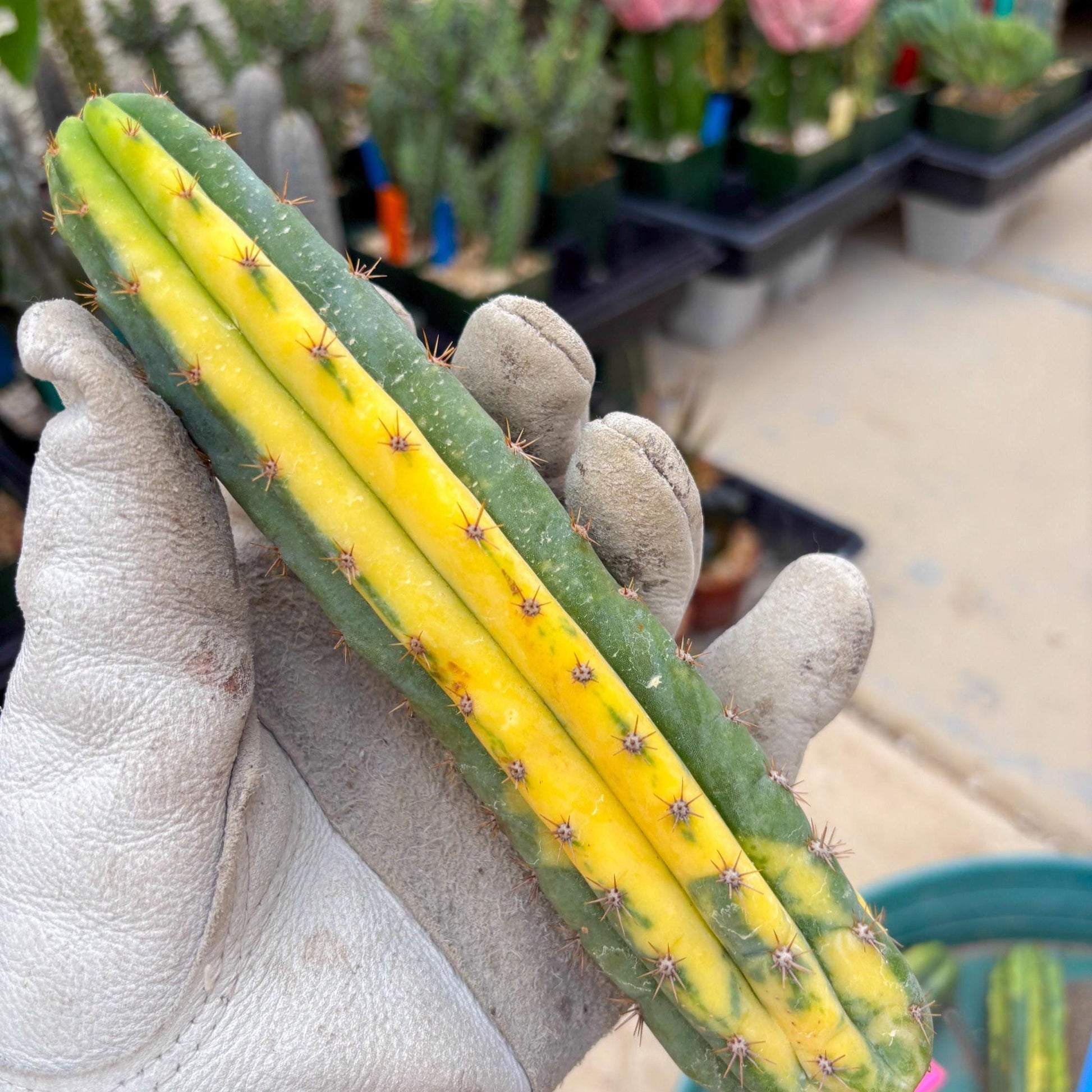 Variegated Cactus (RED) | Can be used for Grafting