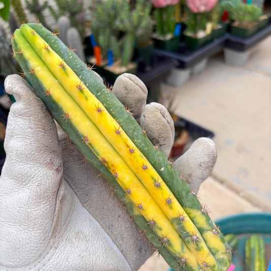 Variegated Cactus (RED) | Can be used for Grafting