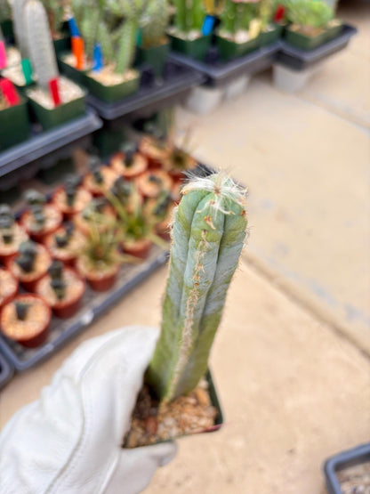 Pilosocereus Pachycladus | Imported Cactus