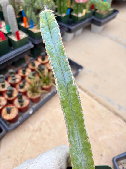 Pilosocereus Pachycladus | Imported Cactus
