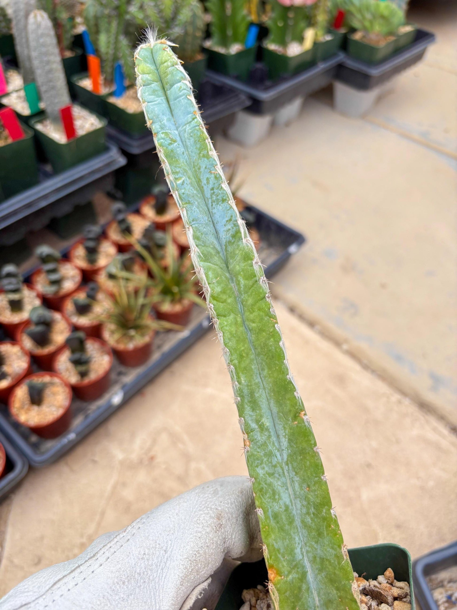 Pilosocereus Pachycladus | Imported Cactus