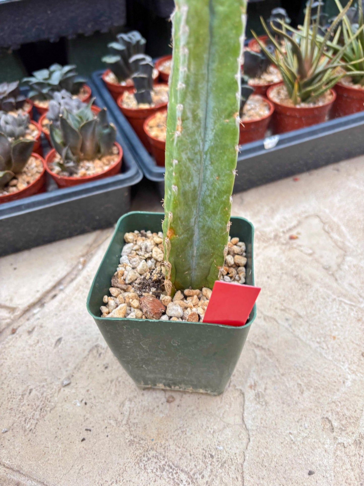 Pilosocereus Pachycladus | Imported Cactus