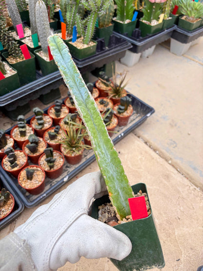 Pilosocereus Pachycladus | Imported Cactus