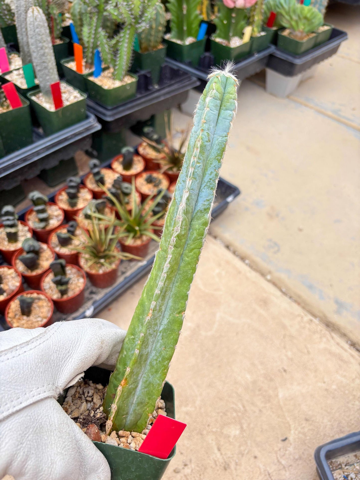 Pilosocereus Pachycladus | Imported Cactus