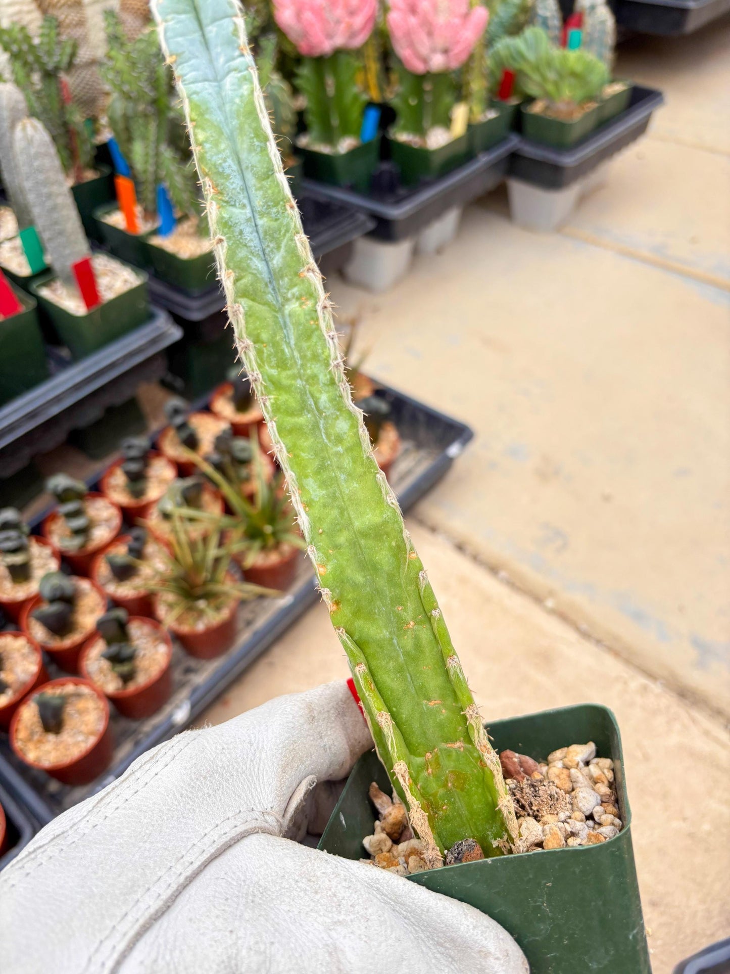 Pilosocereus Pachycladus | Imported Cactus