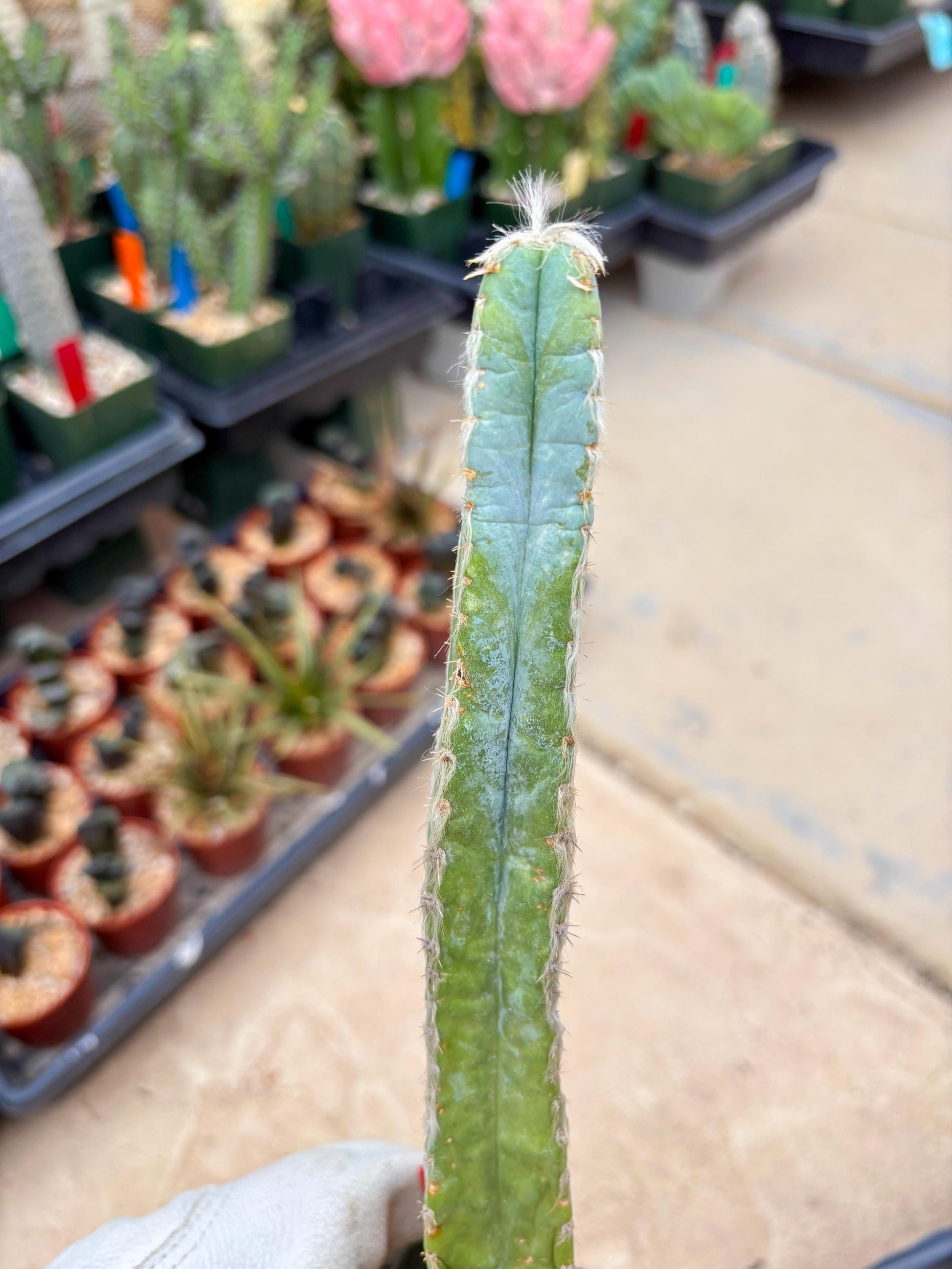 Pilosocereus Pachycladus | Imported Cactus