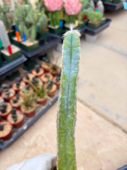 Pilosocereus Pachycladus | Imported Cactus