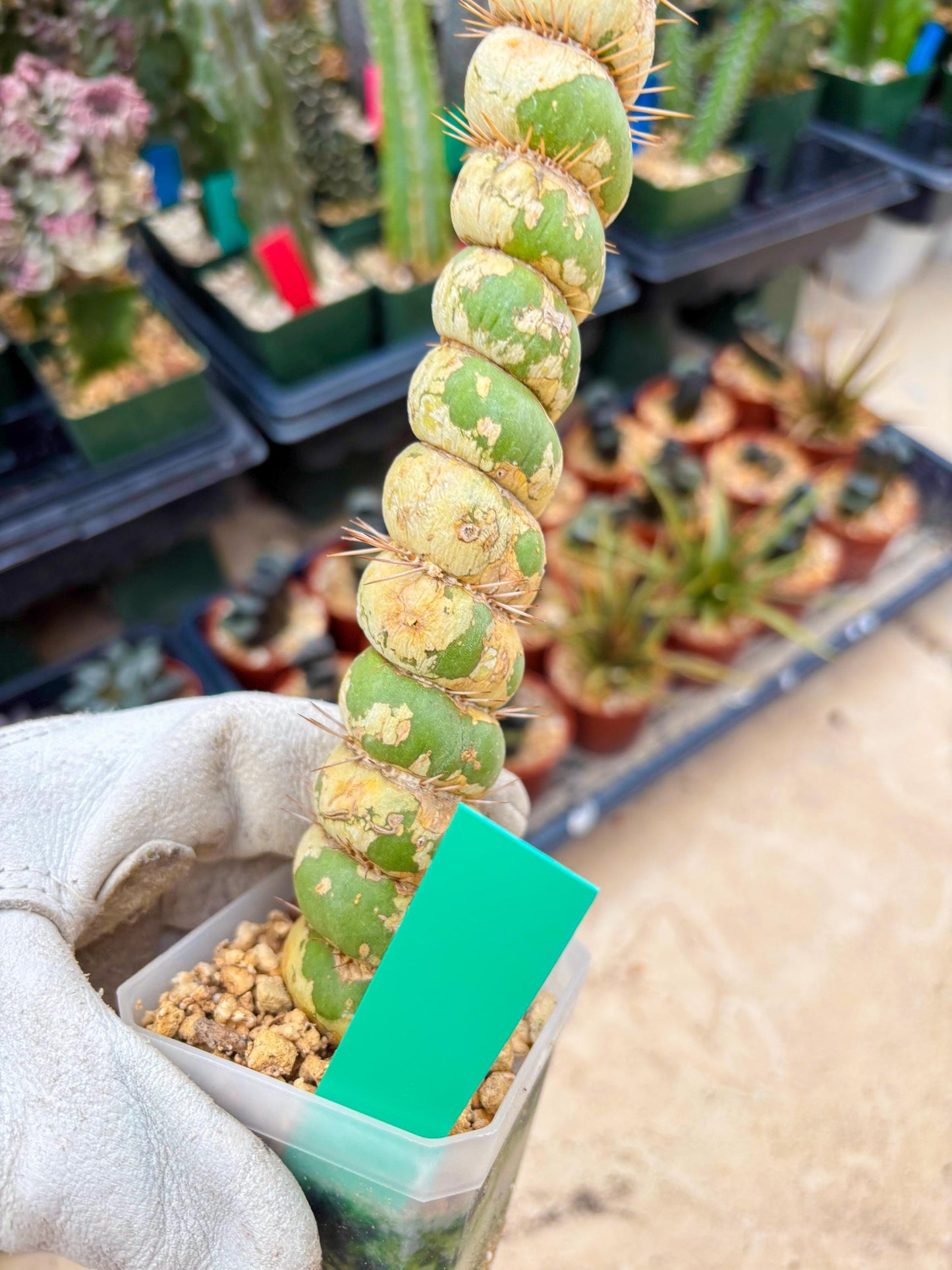 Unicorn Cactus (Green) | Discounted | For Grafting Purpose