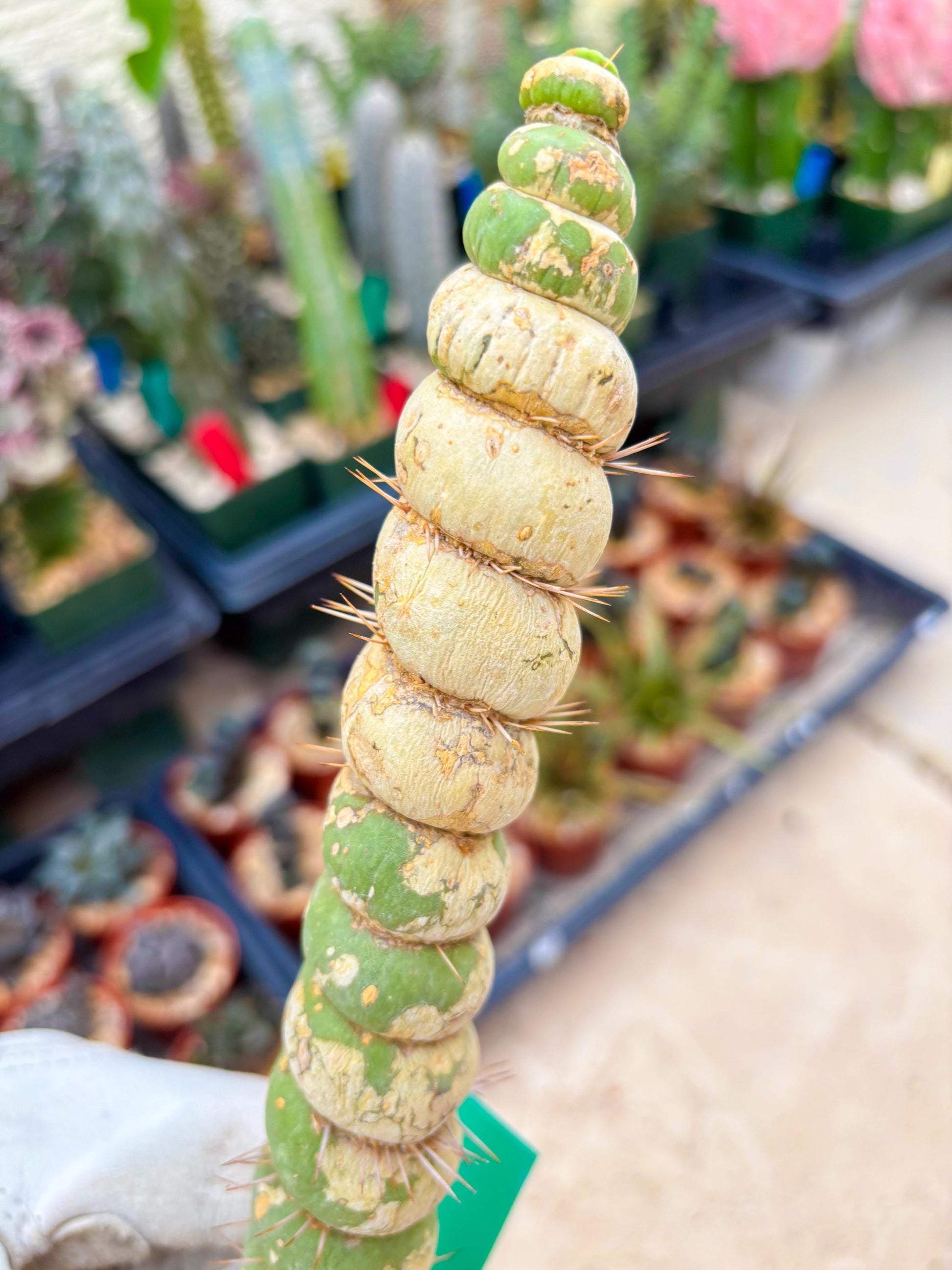 Unicorn Cactus (Green) | Discounted | For Grafting Purpose