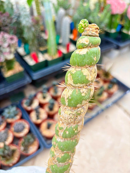 Unicorn Cactus (Blue) | Discounted | For Grafting Purpose