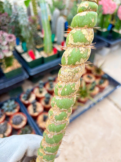 Unicorn Cactus (Blue) | Discounted | For Grafting Purpose