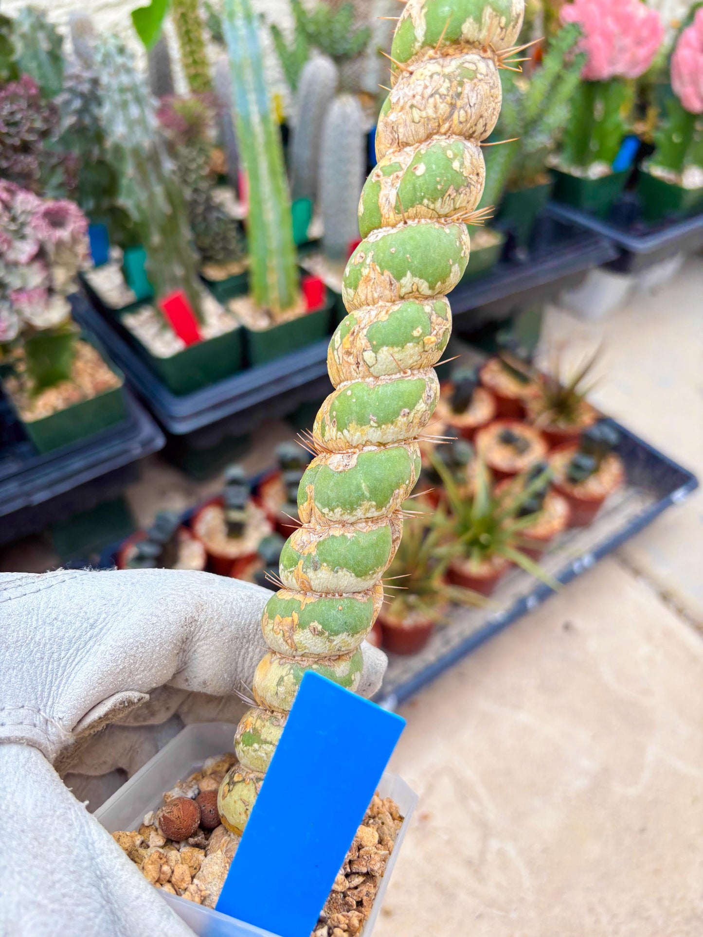 Unicorn Cactus (Blue) | Discounted | For Grafting Purpose