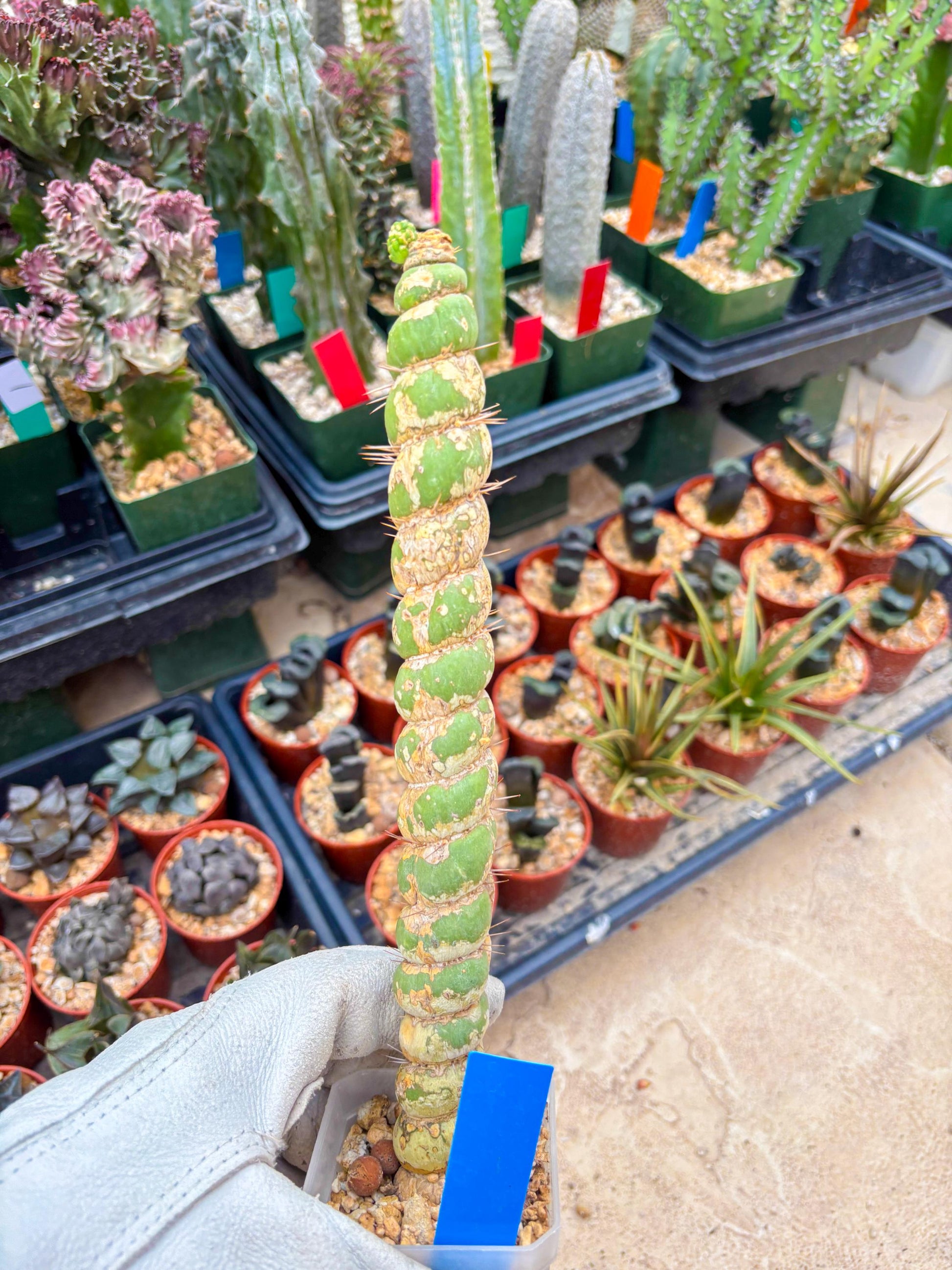 Unicorn Cactus (Blue) | Discounted | For Grafting Purpose