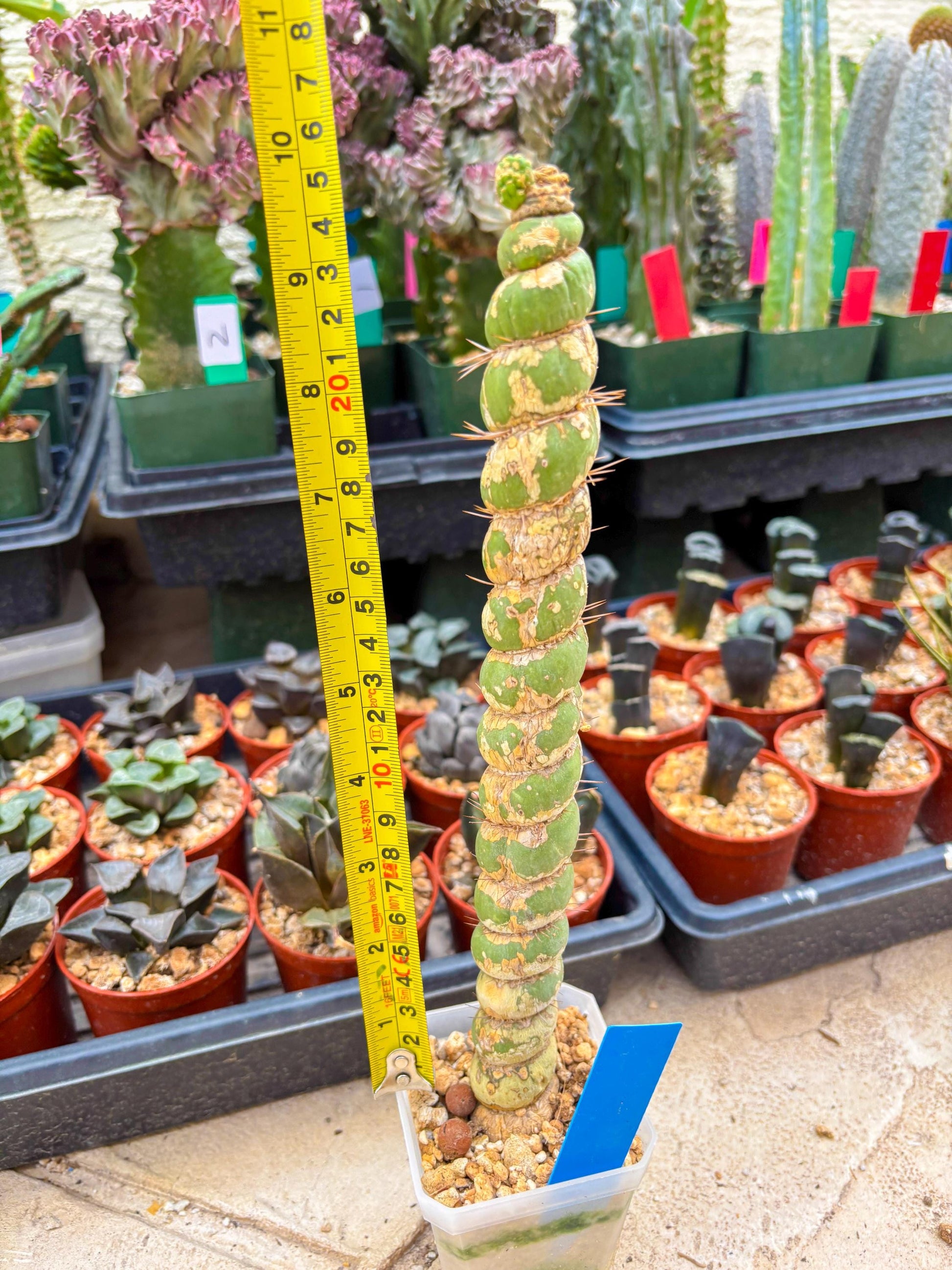 Unicorn Cactus (Blue) | Discounted | For Grafting Purpose
