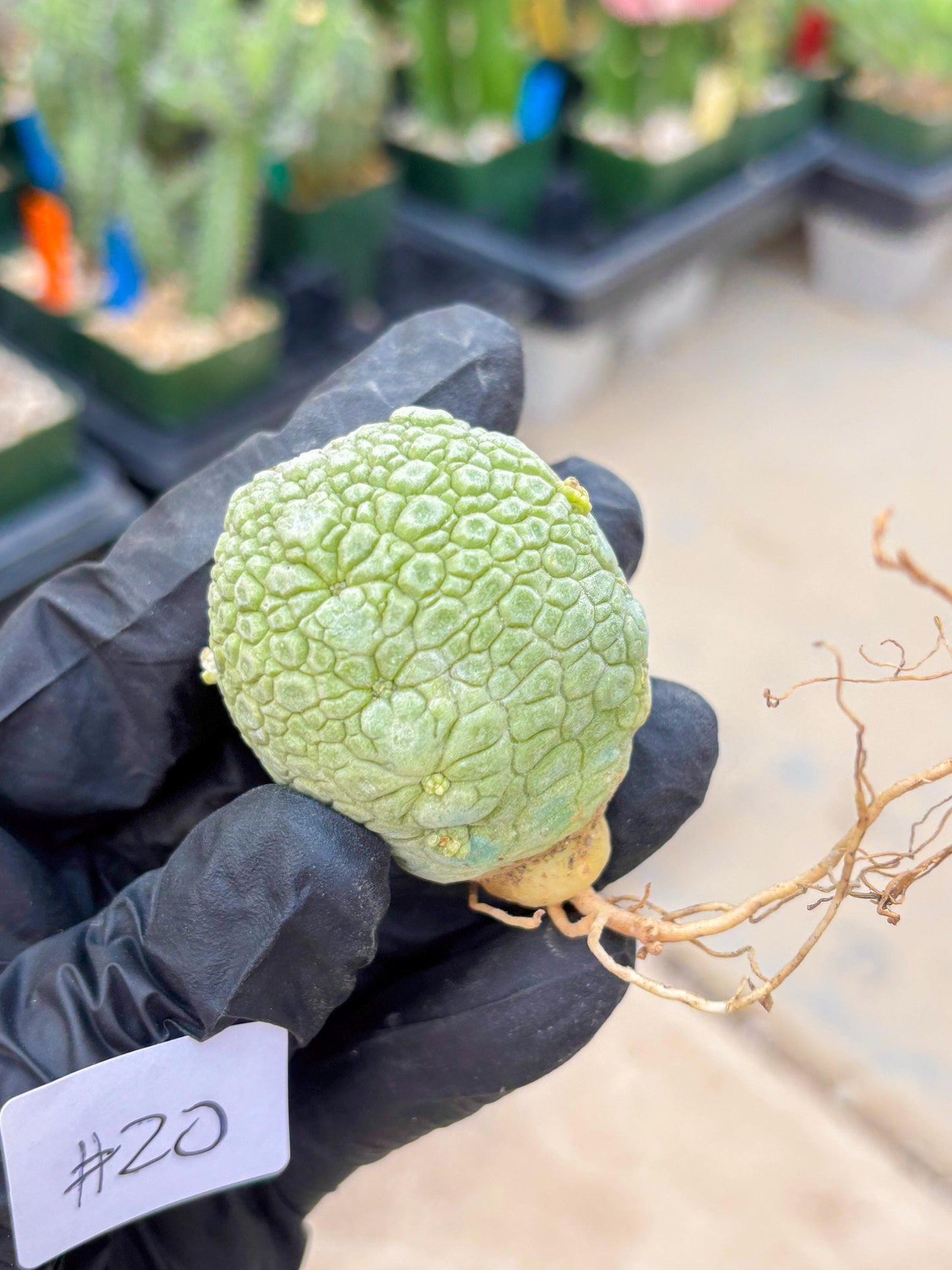 Migiurtinus Balls (#20) | Imported Plant | rare sucuclent