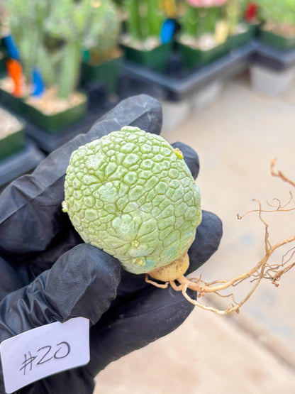 Migiurtinus Balls (#20) | Imported Plant | rare sucuclent