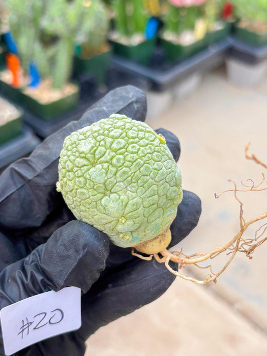 Migiurtinus Balls (#20) | Imported Plant | rare sucuclent