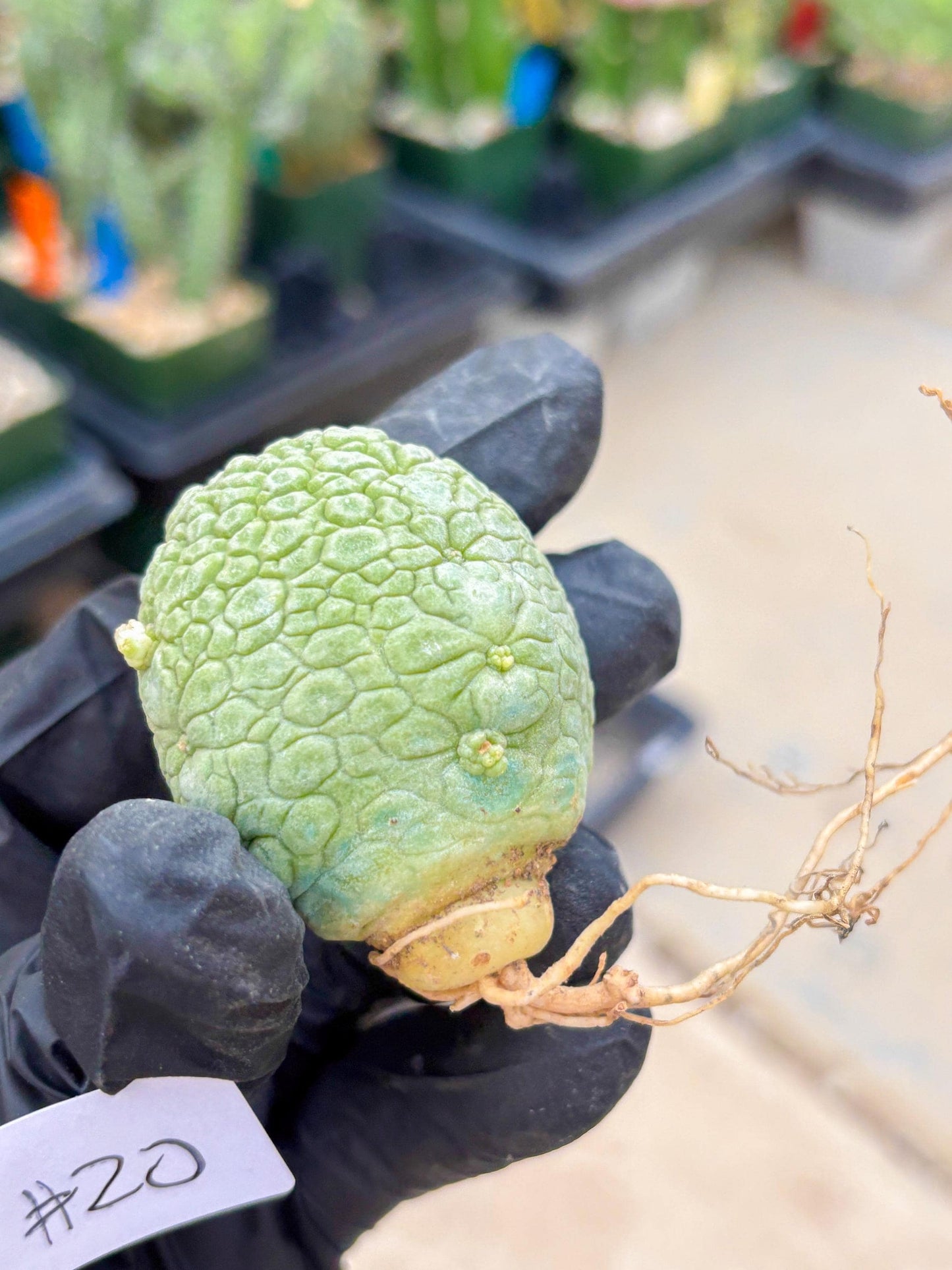 Migiurtinus Balls (#20) | Imported Plant | rare sucuclent