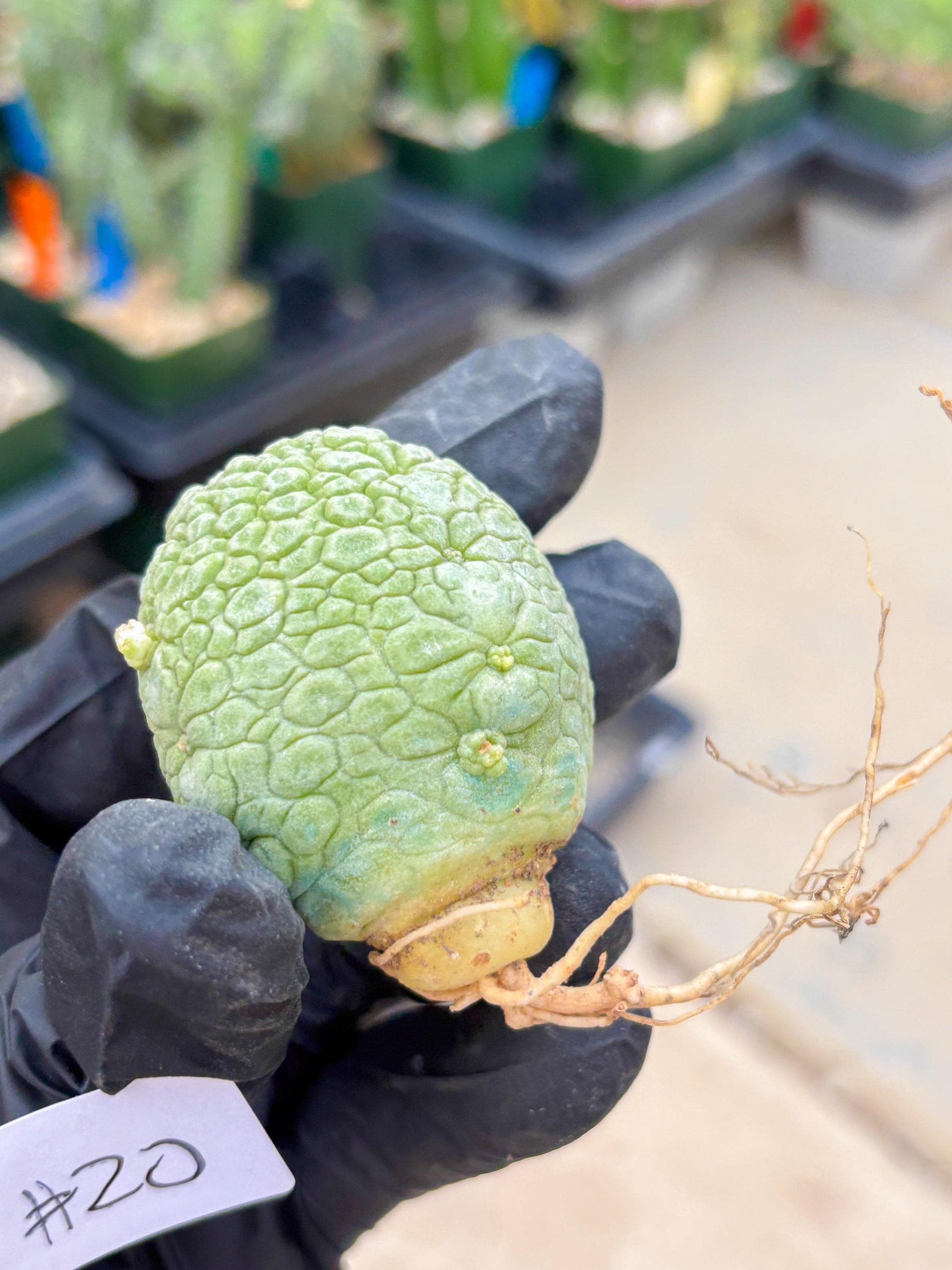 Migiurtinus Balls (#20) | Imported Plant | rare sucuclent