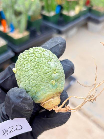 Migiurtinus Balls (#20) | Imported Plant | rare sucuclent