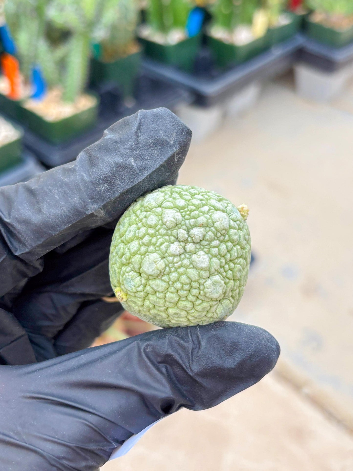 Migiurtinus Balls (#20) | Imported Plant | rare sucuclent