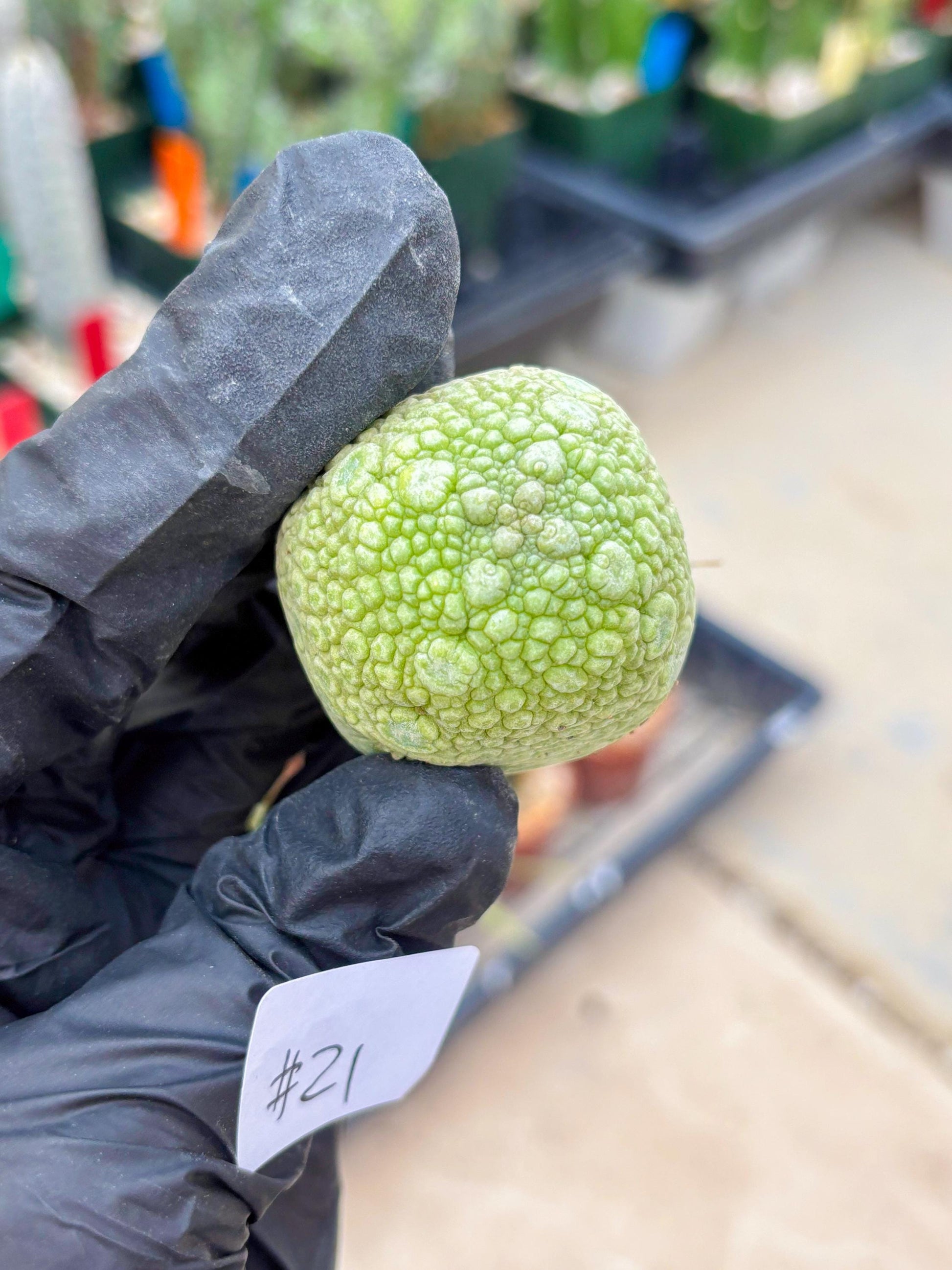 Pseudolithos Migiurtinus (#21) | Imported Plant | rare sucuclent