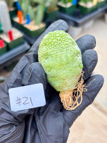 Pseudolithos Migiurtinus (#21) | Imported Plant | rare sucuclent