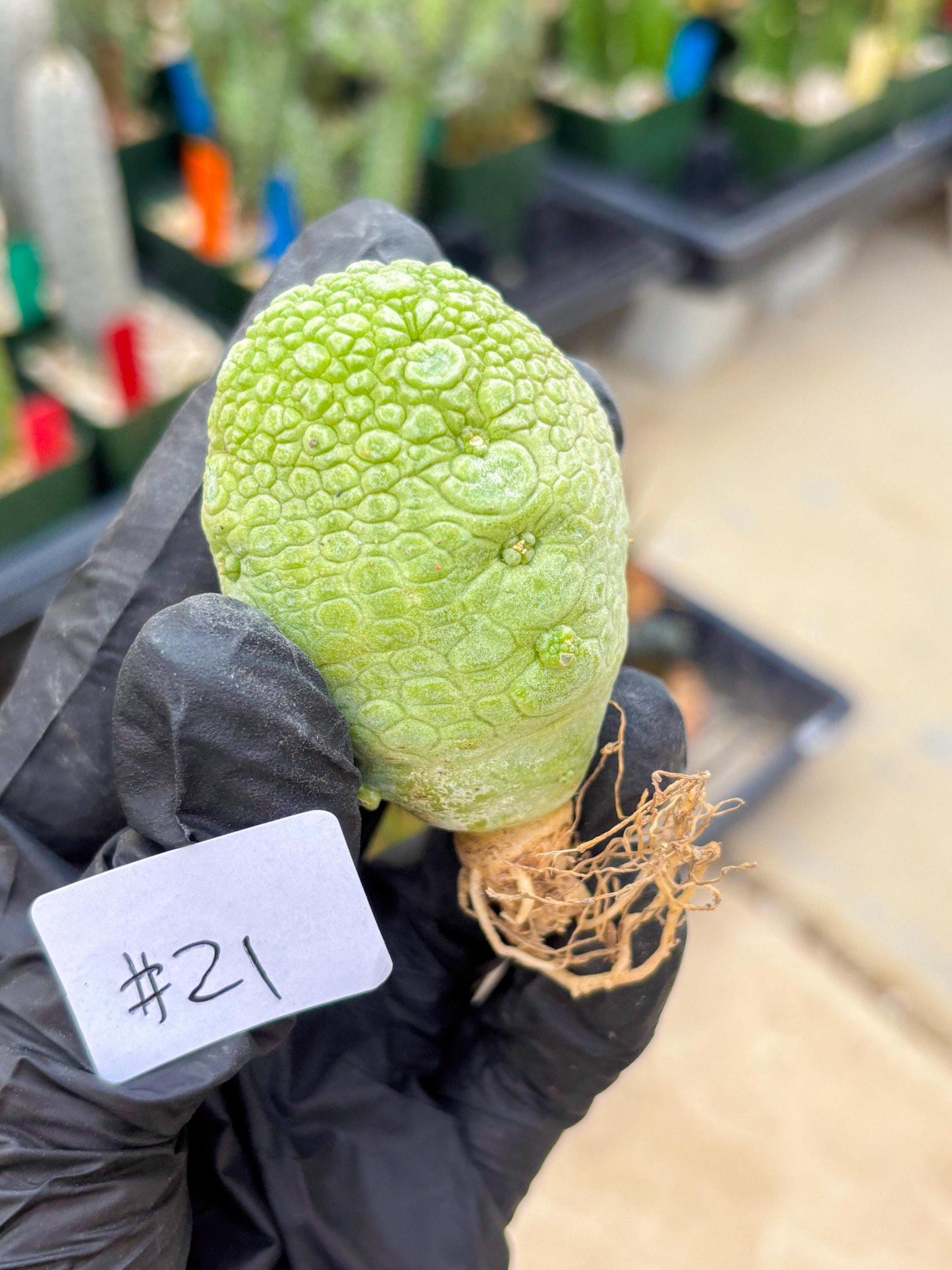 Pseudolithos Migiurtinus (#21) | Imported Plant | rare sucuclent